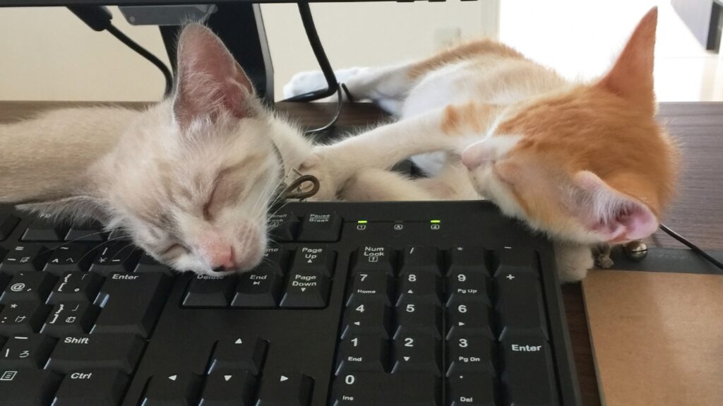 プログラム(猫)